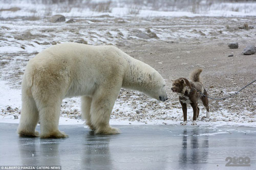 Собака атакует белого медведя 2